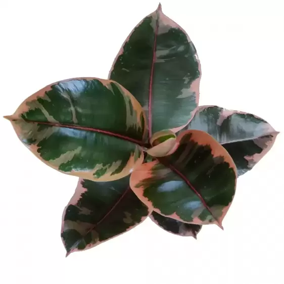 Ficus elastica 'Belize' 14cm - image 2