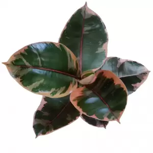 Ficus elastica 'Belize' 17cm - image 2