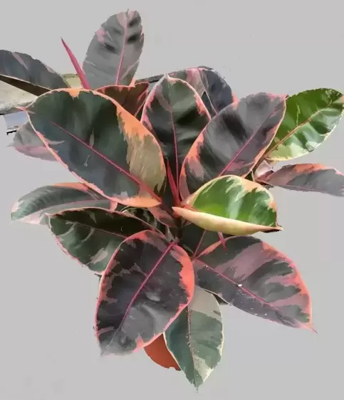 Ficus elastica 'Belize' 21cm