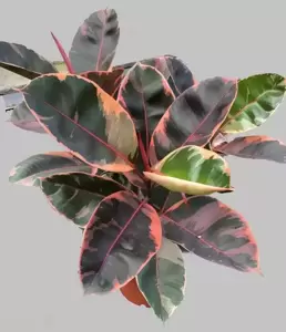 Ficus elastica 'Belize' 21cm