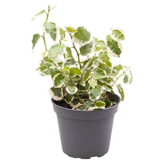 Ficus pumila 'Bellus'