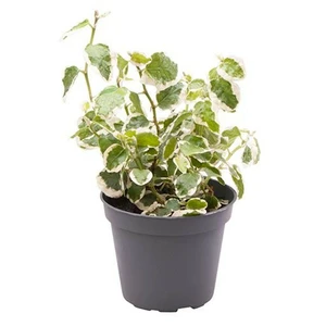 Ficus pumila 'Bellus'