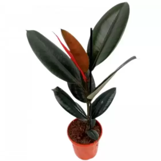 Ficus elastica 'Burgundy' 14cm