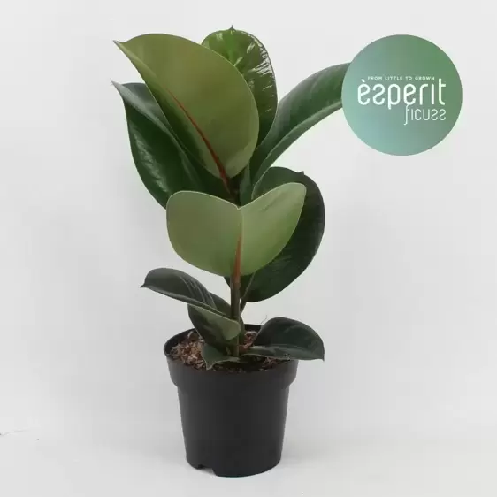 Ficus elastica 'Cloe' 14cm