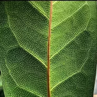 Ficus cyathistipula 21cm - image 2