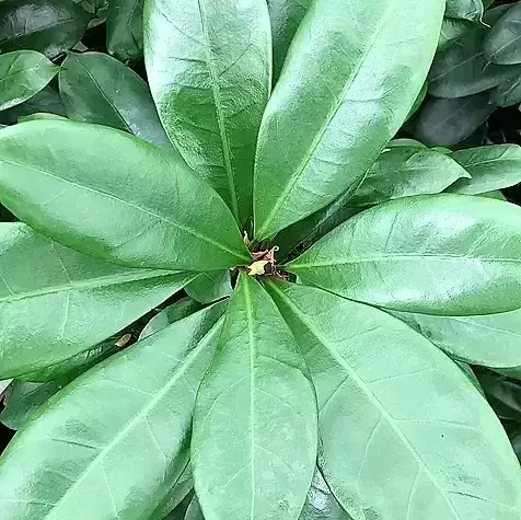 Ficus cyathistipula 17cm - image 1