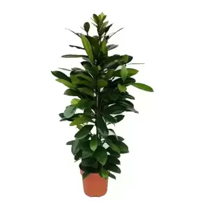 Ficus cyathistipula 21cm - image 3