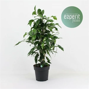 Ficus benjamina 'Danielle' 17cm