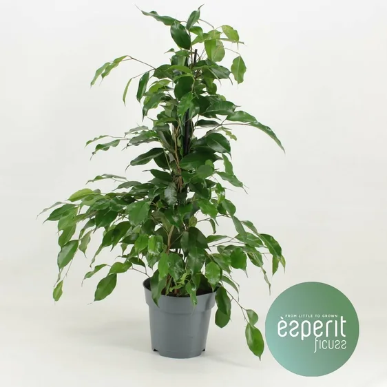 Ficus benjamina 'Danita'