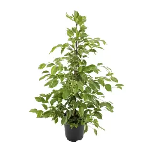 Ficus benjamina 'Golden King' 21cm