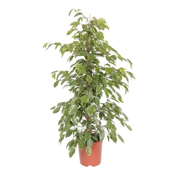 Ficus benjamina 'Golden King' 21cm