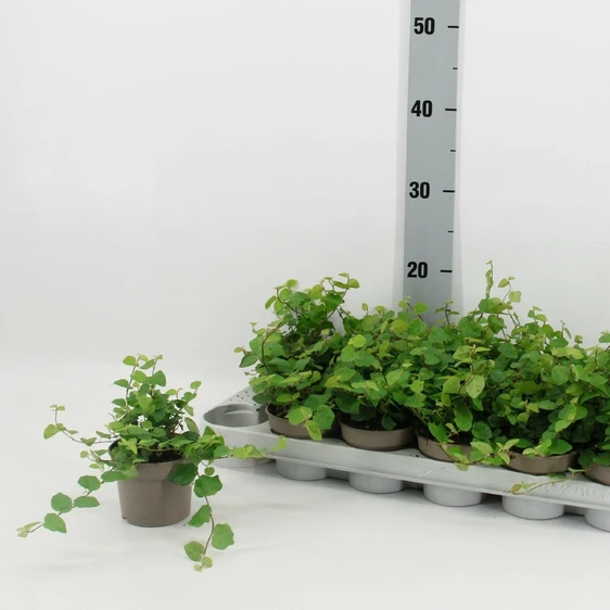 Ficus pumila 'Green Sunny' 9cm - image 2