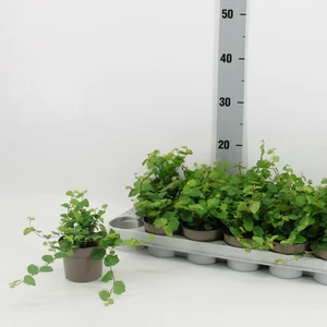Ficus pumila 'Green Sunny' 9cm - image 2
