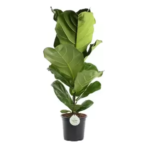 Ficus lyrata 17cm