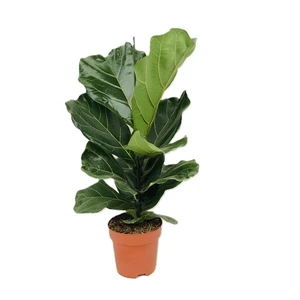Ficus lyrata 17cm