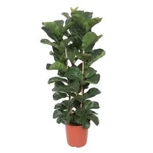 Ficus lyrata 21cm