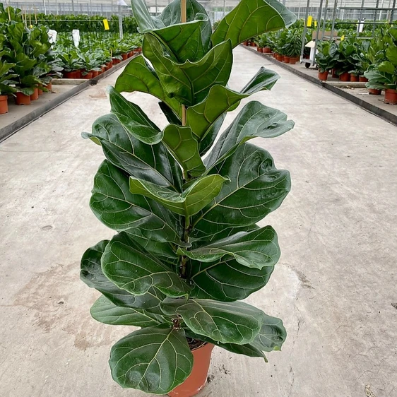 Ficus lyrata 21cm