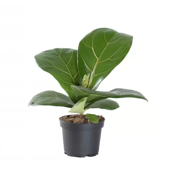 Ficus lyrata 11cm