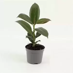Ficus elastica 'Melany' 8.5cm