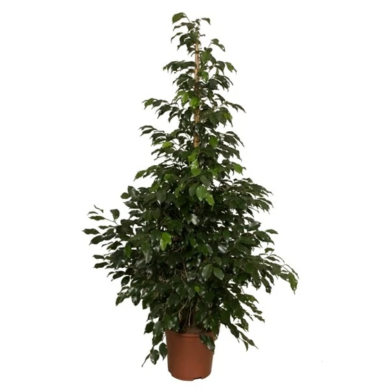 Ficus benjamina 'Midnight Lady'