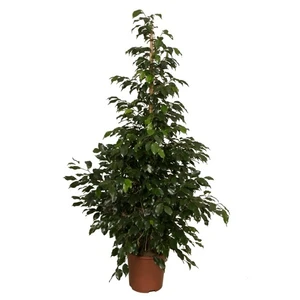 Ficus benjamina 'Midnight Lady'