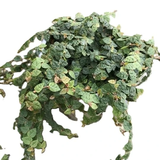 Ficus pumila 'Minima'