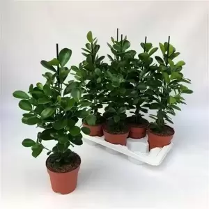 Ficus microcarpa 'Moclame' 14cm - image 2