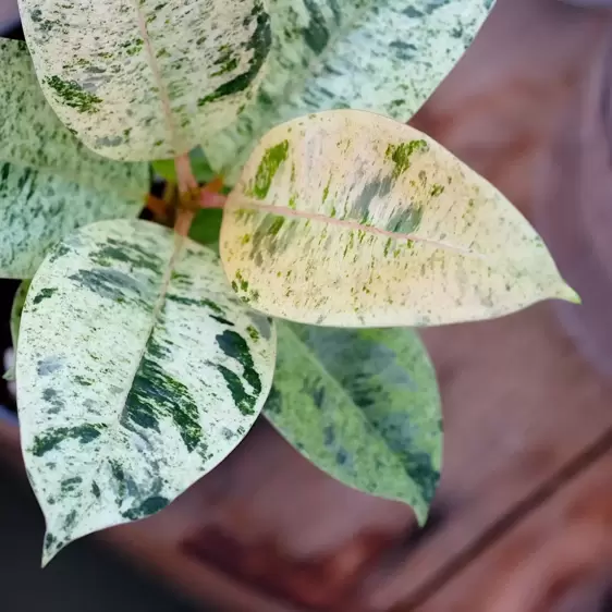 Ficus shivereana 'Moonshine' 12cm - image 1