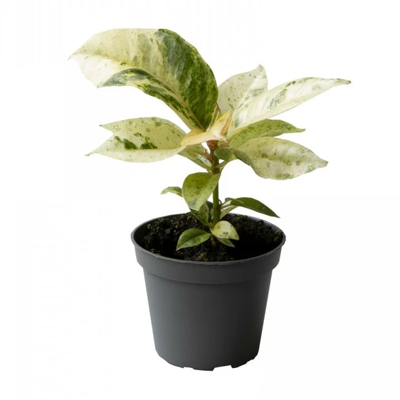 Ficus shivereana 'Moonshine' 6cm - image 2