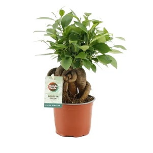 Ficus retusa - Ginseng