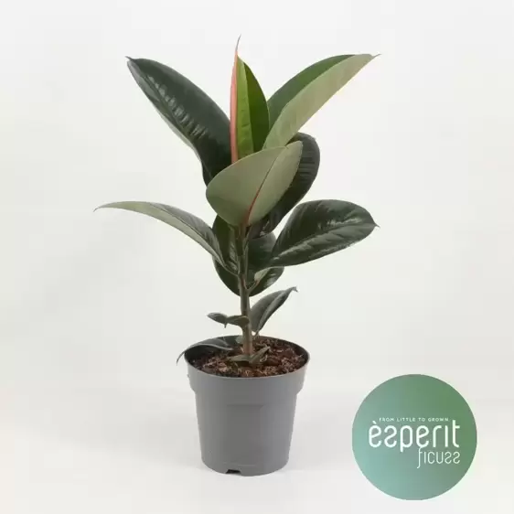 Ficus elastica 'Robusta' 17cm