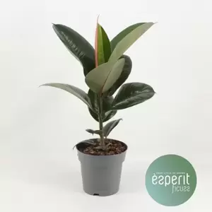 Ficus elastica 'Robusta' 17cm