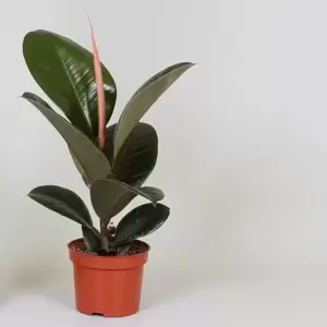 Ficus elastica 'Robusta' 12cm