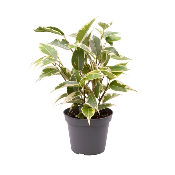 Ficus benjamina 'Samantha' 6cm