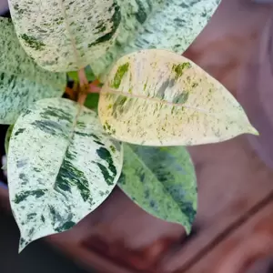 Ficus shivereana 'Moonshine' 11cm - image 1