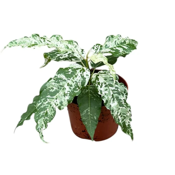 Ficus 'Snowstorm' - image 1