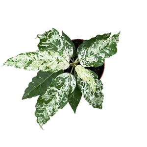 Ficus 'Snowstorm' - image 2