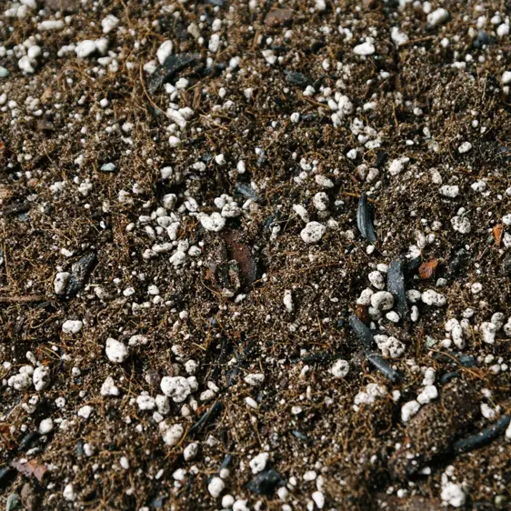 Ficus Soil Mix Blend 2.5L - image 1