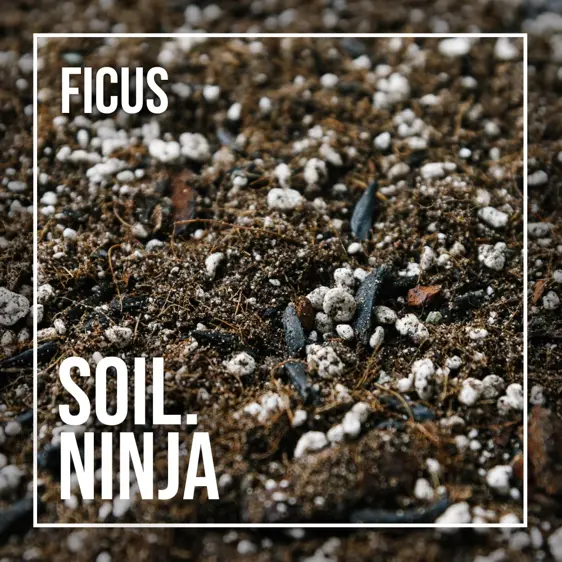 Ficus Soil Mix Blend 2.5L - image 2