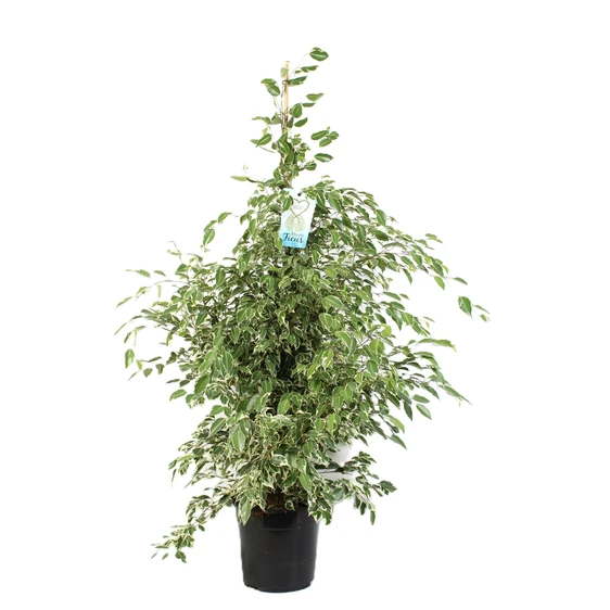 Ficus benjamina 'Starlight'