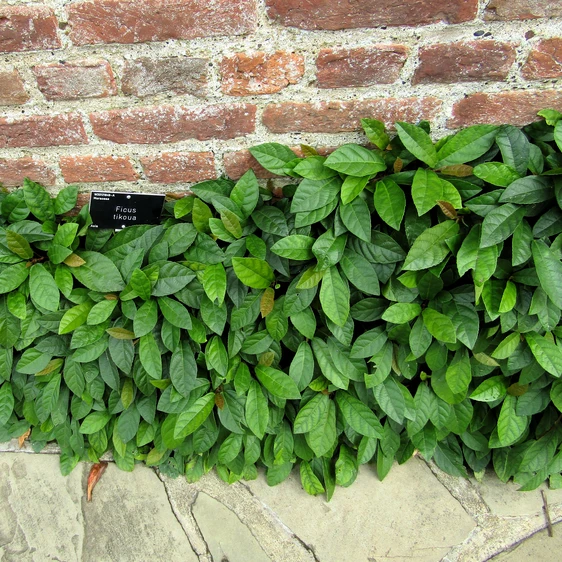 Ficus tikoua - image 2