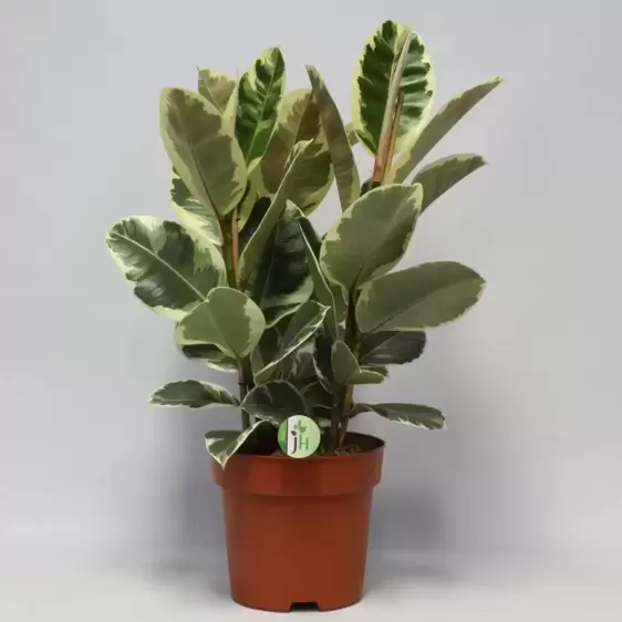 Ficus elastica 'Tineke' 27cm - image 2