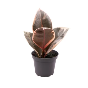 Ficus elastica 'Tineke' 6cm - image 2