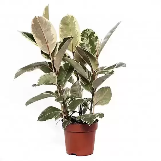 Ficus elastica 'Tineke' 24cm - image 2