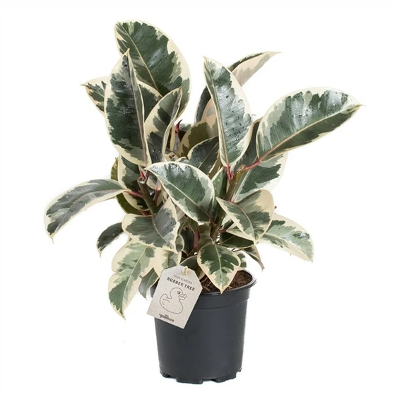 Ficus elastica 'Tineke' 17cm - image 3