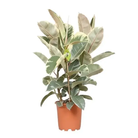 Ficus elastica 'Tineke' 24cm - image 1
