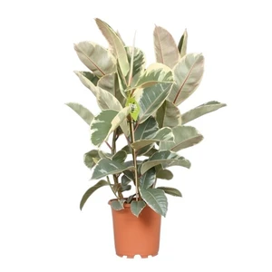 Ficus elastica 'Tineke' 24cm