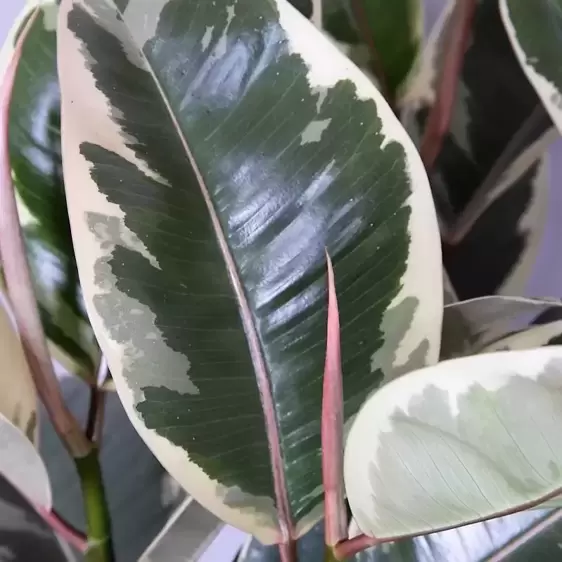 Ficus elastica 'Tineke' 6cm - image 1