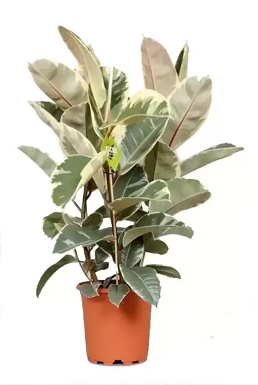 Ficus elastica 'Tineke' 24cm - image 3