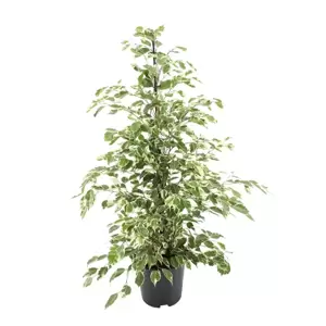 Ficus benjamina 'Twilight' 21cm